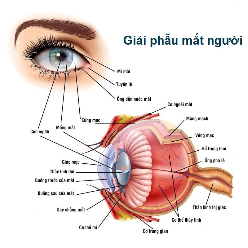 Giải phẫu mắt