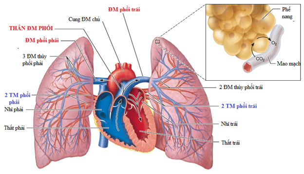giải phẫu phổi