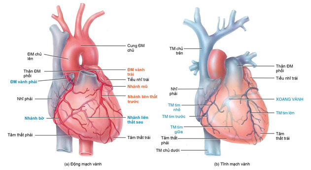 giải phẫu tim