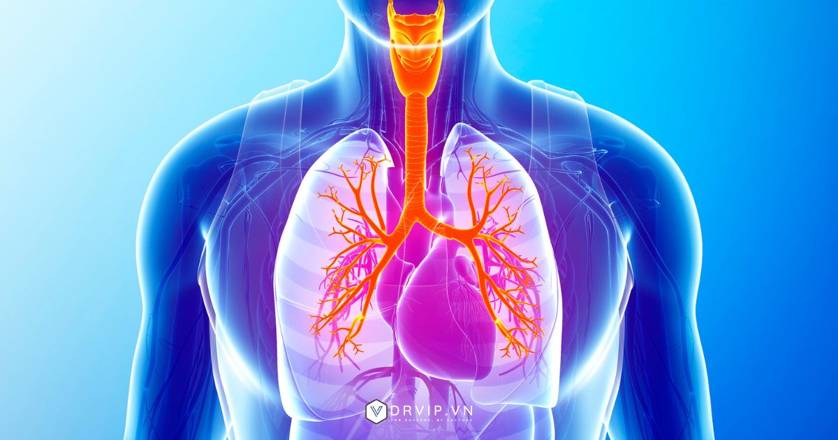 Giải phẫu tim và phổi