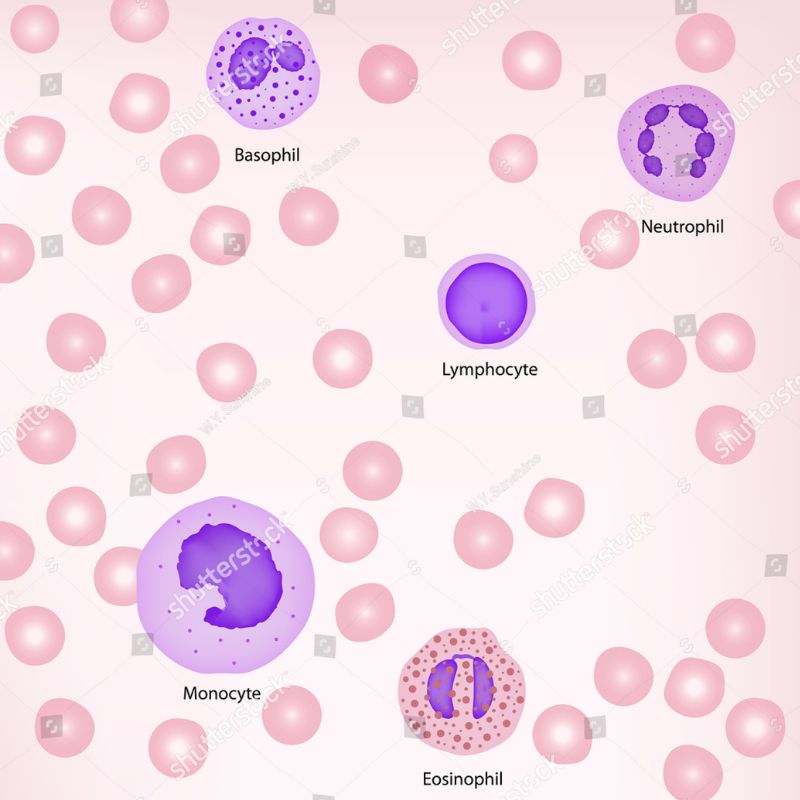 Neutrophil-Lymphocyte