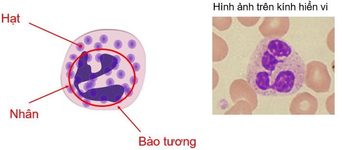 Cau-tao-bach-cau Cau-tao-bach-cau