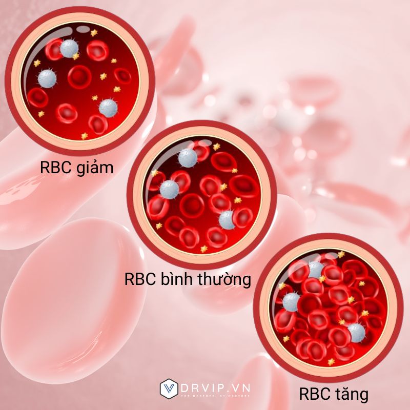 RBC-tang-giam